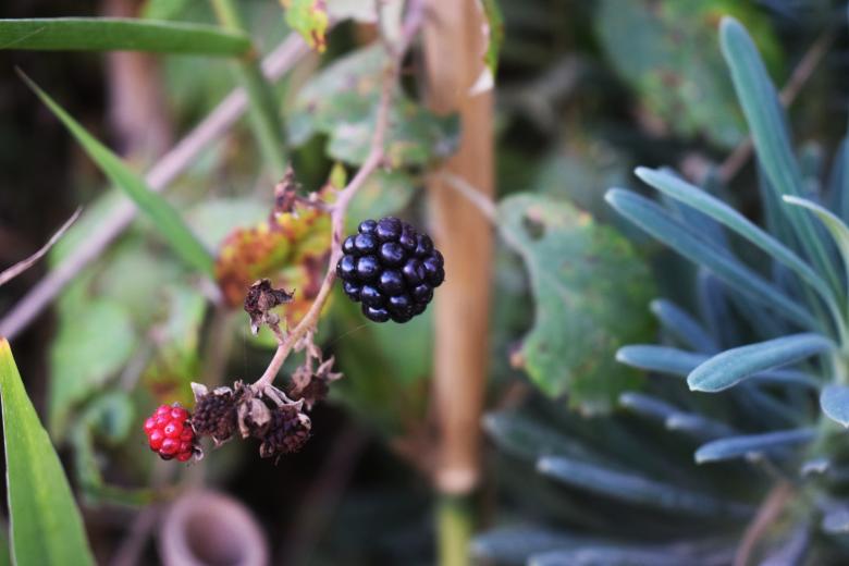 Free stock image of Mulberry created by José Manuel alves rodrigues