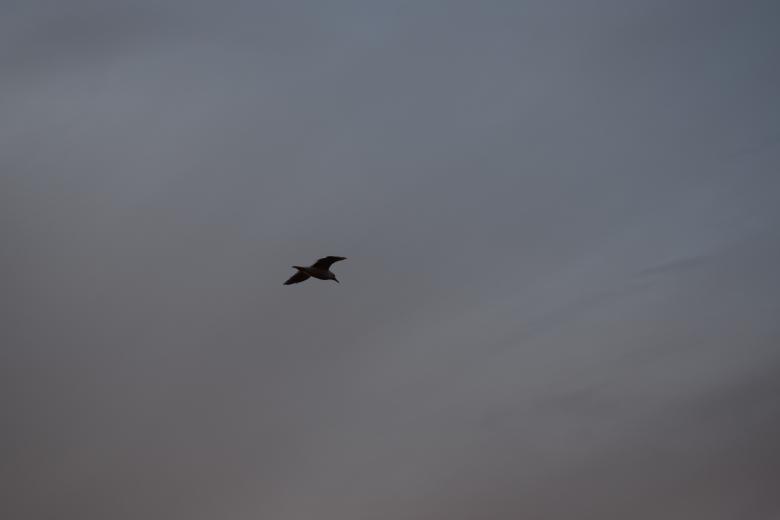 Free stock image of Seagull Flying High created by José Manuel alves rodrigues