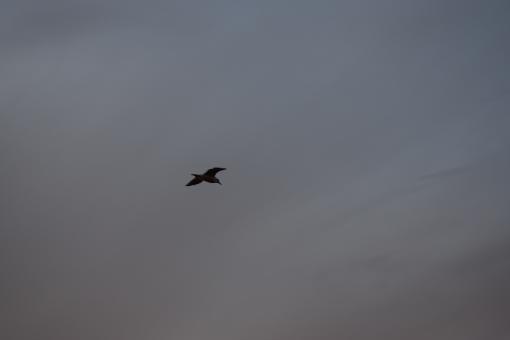 Seagull Flying High - Free Stock Photo