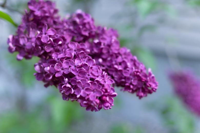 Free stock image of Purple Flower in Summer created by tosovisal