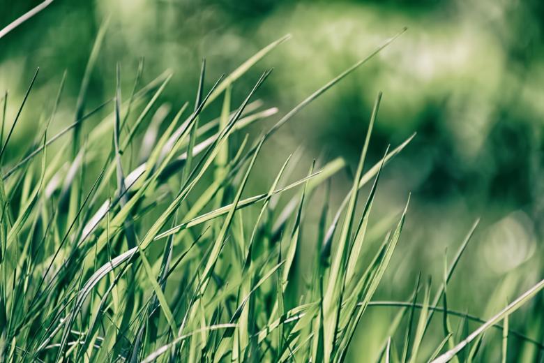 Free stock image of The Green Grass created by tosovisal