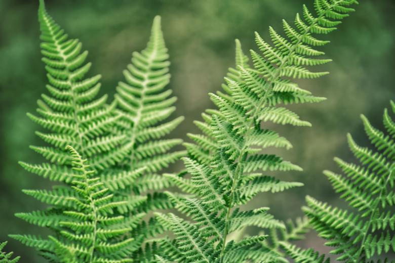 Free stock image of Green Fern created by tosovisal