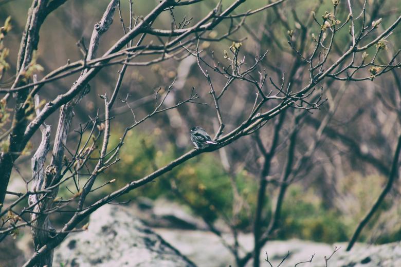 Free stock image of Tree Scenery  created by tosovisal