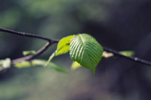 Green Leaf Close Up - Free Stock Photo