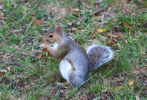 Squirrel Feeding