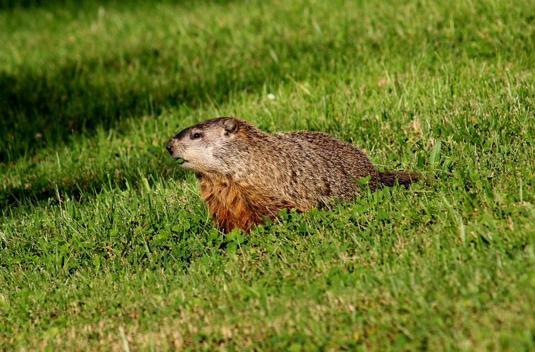 Free stock image of Ground Hog created by Vincent alvino