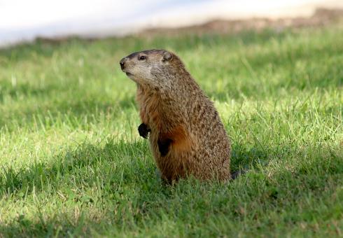 Ground Hog Standing Up - Free Stock Photo