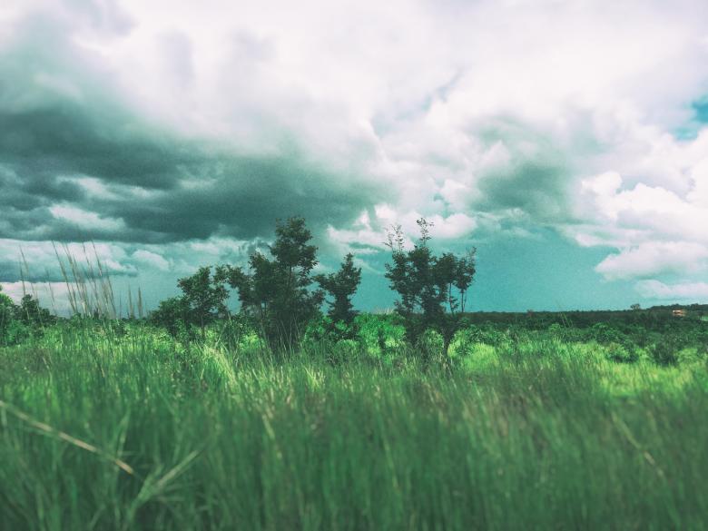 Free stock image of Green grass created by tosovisal