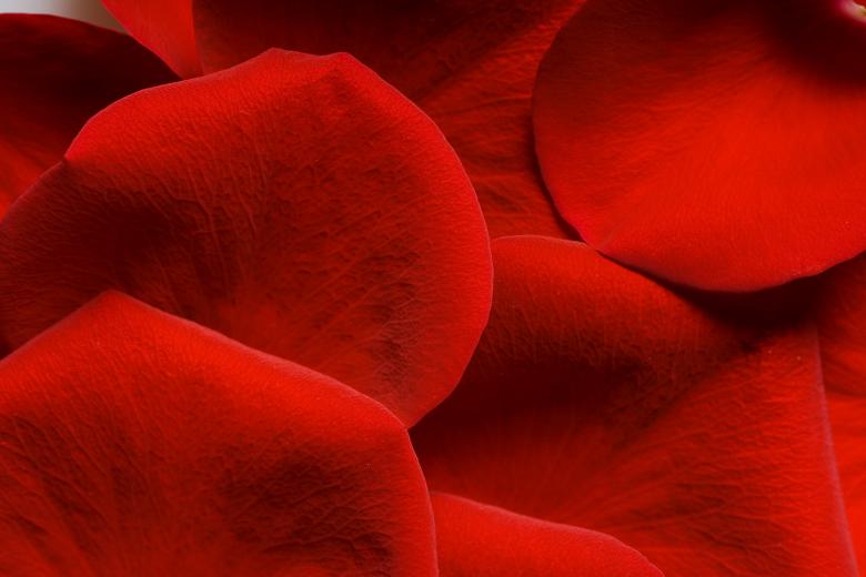 Free stock image of Red Rose Petals created by 2happy