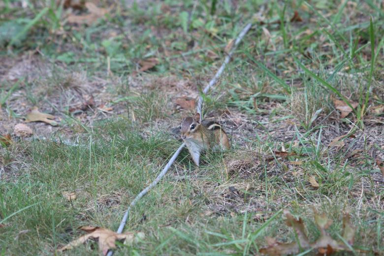 Free stock image of Chipmunk created by Vincent alvino