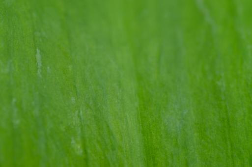 Green Leaf Close-up Texture - Free Stock Photo