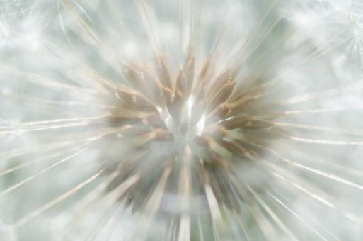 Dandelion Background