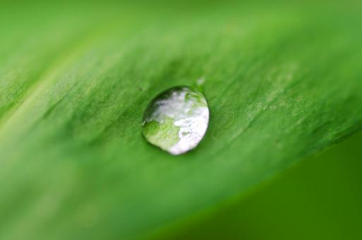 Water Drop on Green Leaf