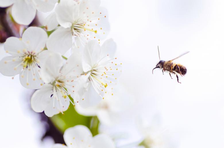 Free stock image of Bee Approaching White Flowers created by Lukas