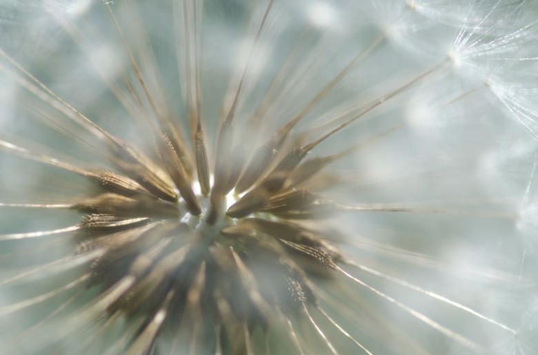 Free stock image of Close Up of Dandelion created by Lukas