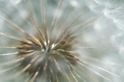 Close Up of Dandelion