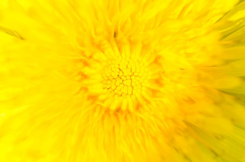 Free stock image of Background of Yellow Flower created by Lukas