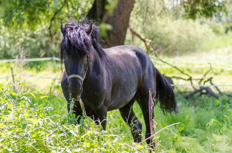 Free stock image of Black Stallion in the Field created by Lukas