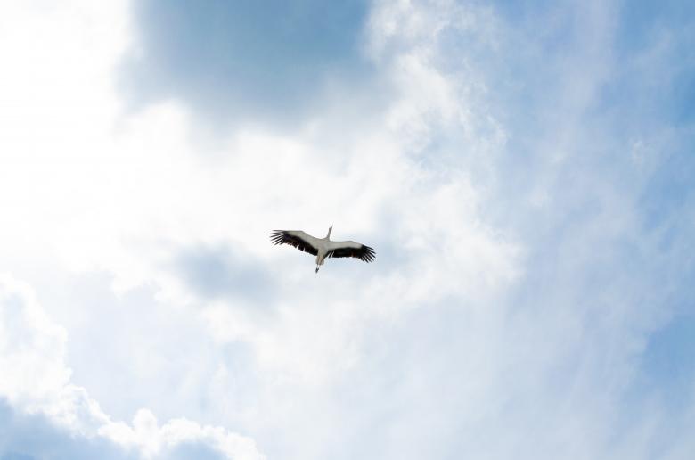 Free stock image of Heron in the Air created by Lukas