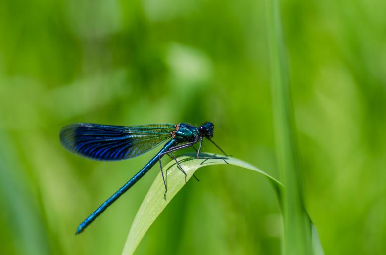 Free stock image of Blue Dragonfly on Green Leaf created by Lukas