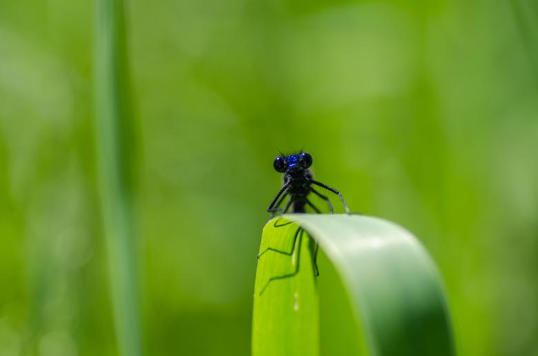 Free stock image of Blue Dragonfly Crawling on Green Leaf created by Lukas