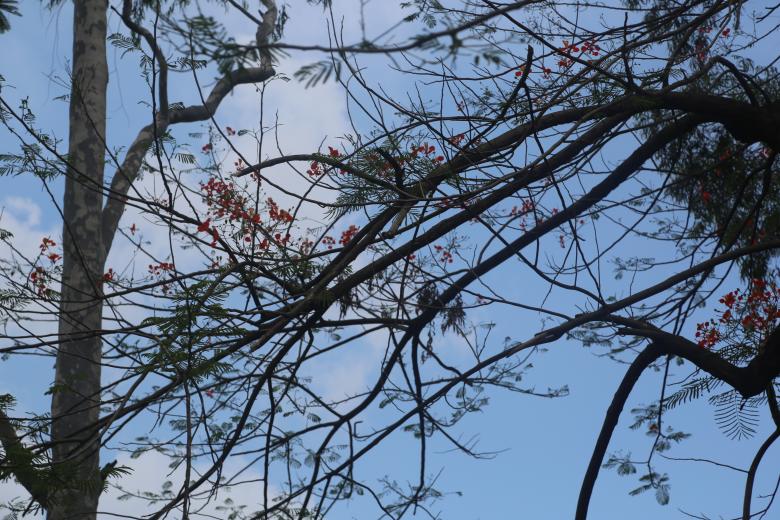 Free stock image of Tree Branches Against a Blue Sky created by Md. Sharif Arefin Badhan