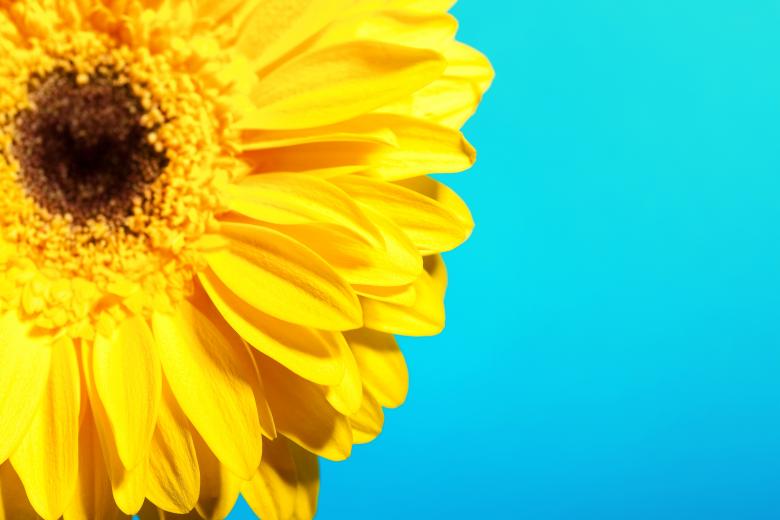 Free stock image of Yellow Beautiful Flower created by 2happy