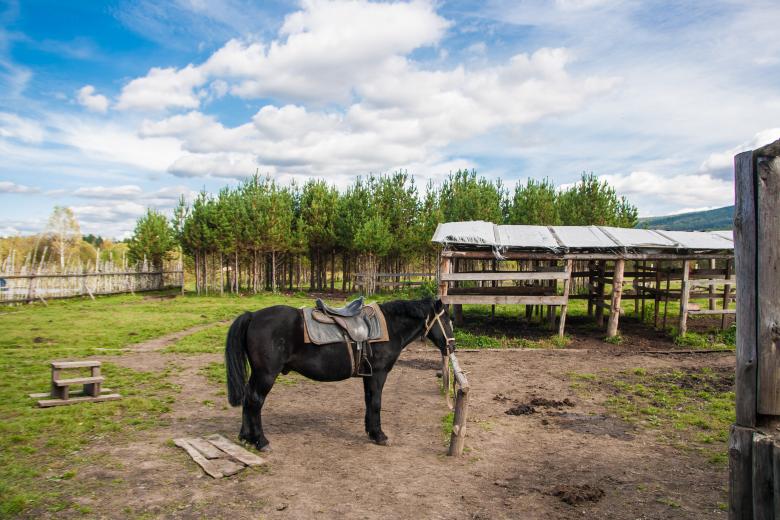 Free stock image of Horse at a Ranch created by 2happy