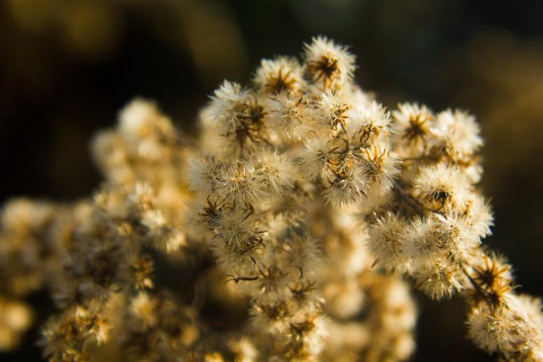Free stock image of Plant in the winter created by Alen