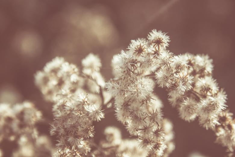 Free stock image of Dry plant in the winter created by Alen