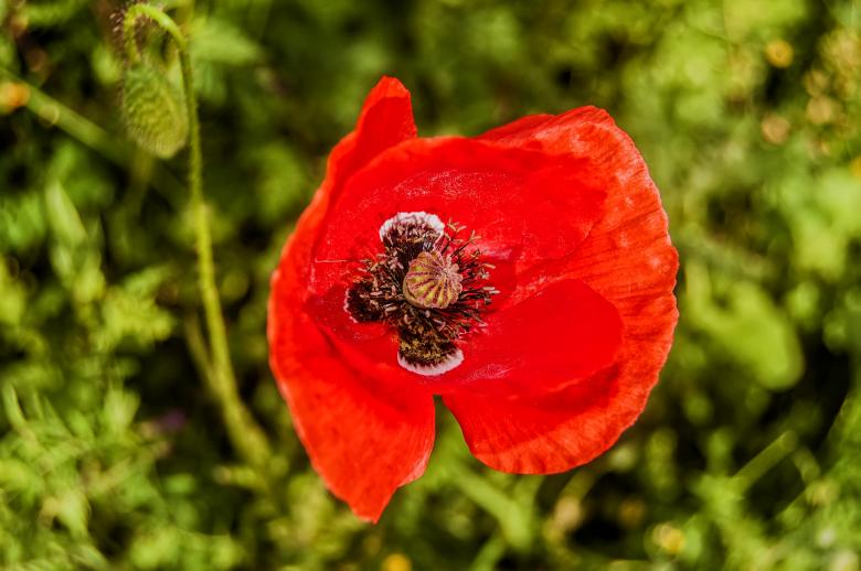Free stock image of Red Poppy Flower created by Felipe Lopez Ruiz