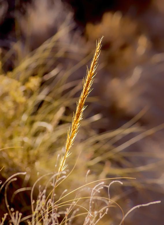 Free stock image of Wild Straw created by Felipe Lopez Ruiz
