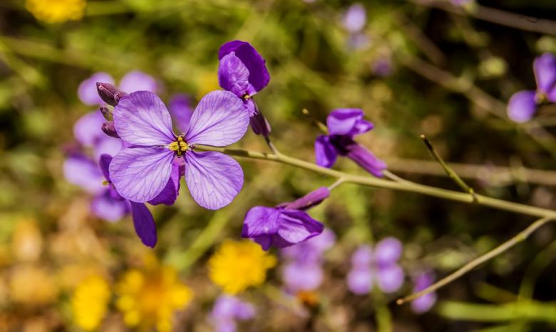 Free stock image of Small Purple Flowers Closeup created by Felipe Lopez Ruiz