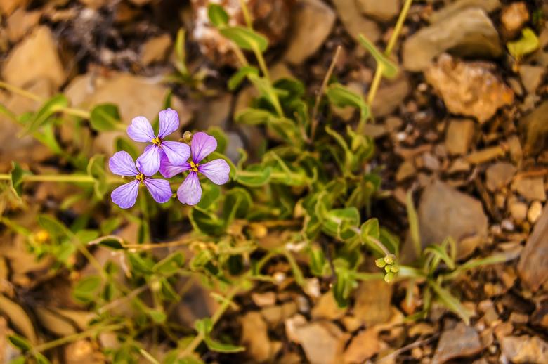 Free stock image of Small Purple Flowers created by Felipe Lopez Ruiz