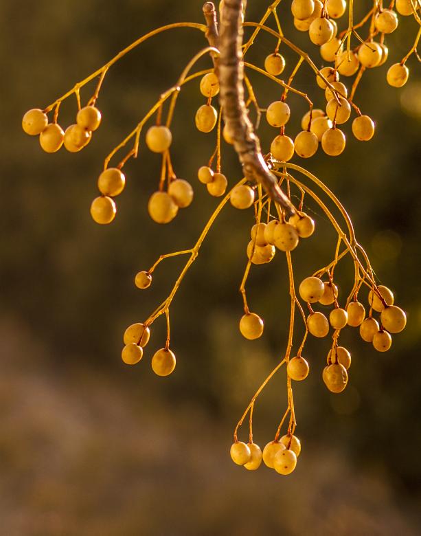 Free stock image of Golden Berries created by Felipe Lopez Ruiz