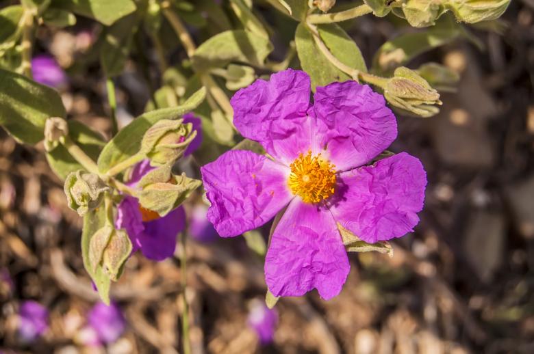 Free stock image of Jara Estepa created by Felipe Lopez Ruiz