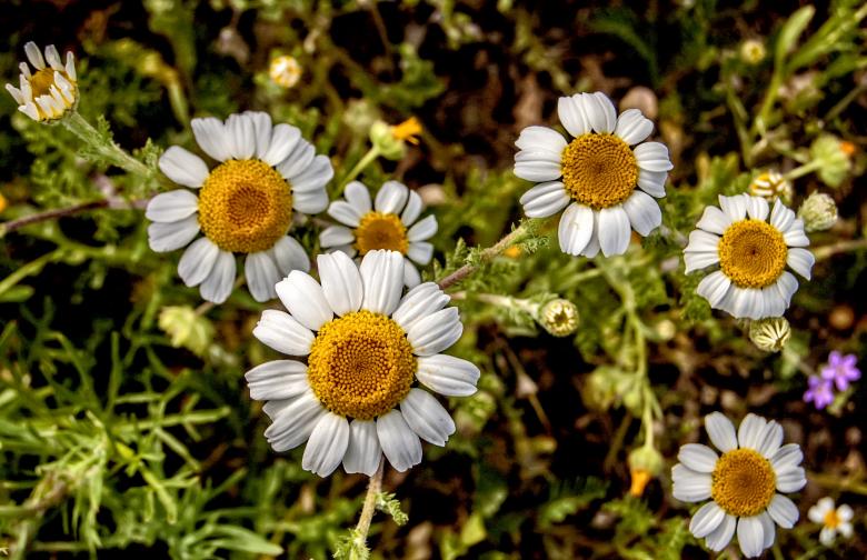 Free stock image of Daisies in Bloom created by Felipe Lopez Ruiz