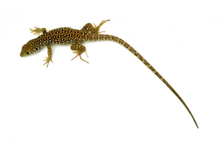 Free stock image of Long Tail Reptile created by Felipe Lopez Ruiz