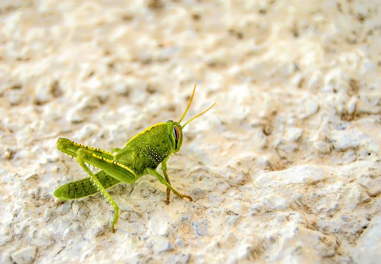 Free stock image of Green Grasshopper created by Felipe Lopez Ruiz