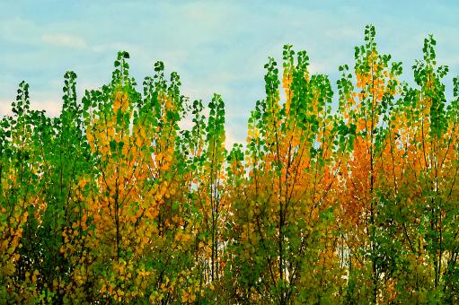 Poplars in Autumn