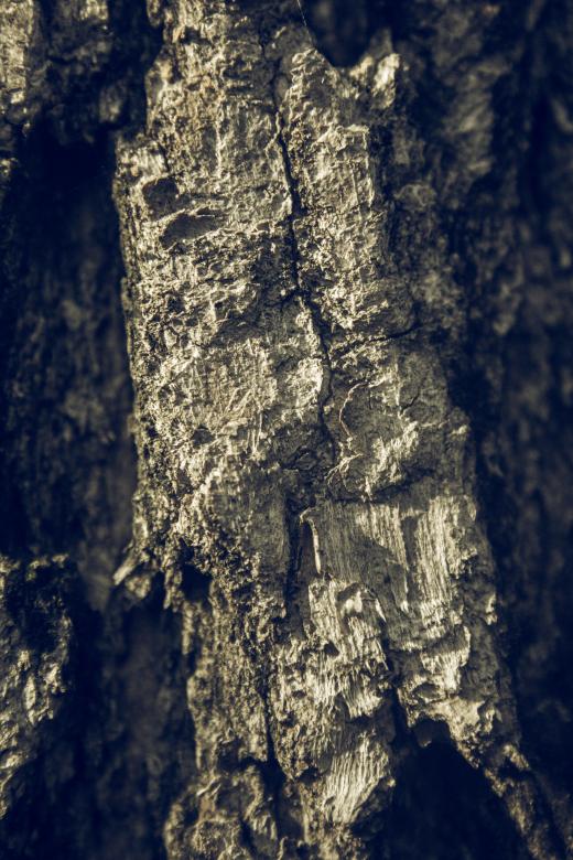 Free stock image of Tree Bark Background created by Alen