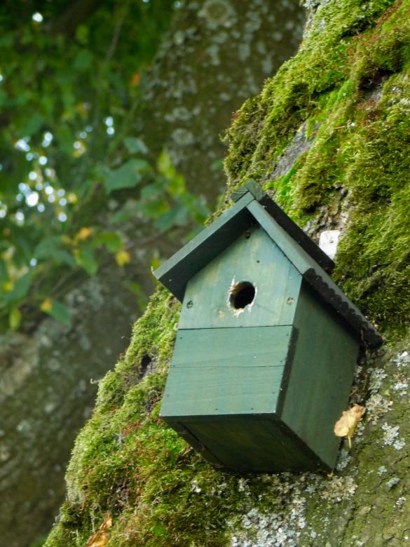 Free stock image of Birdhouse created by Barbara Pajak