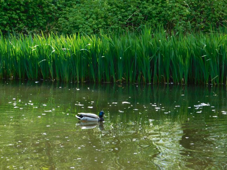 Free stock image of Duck swimming in the Pond created by Barbara Pajak