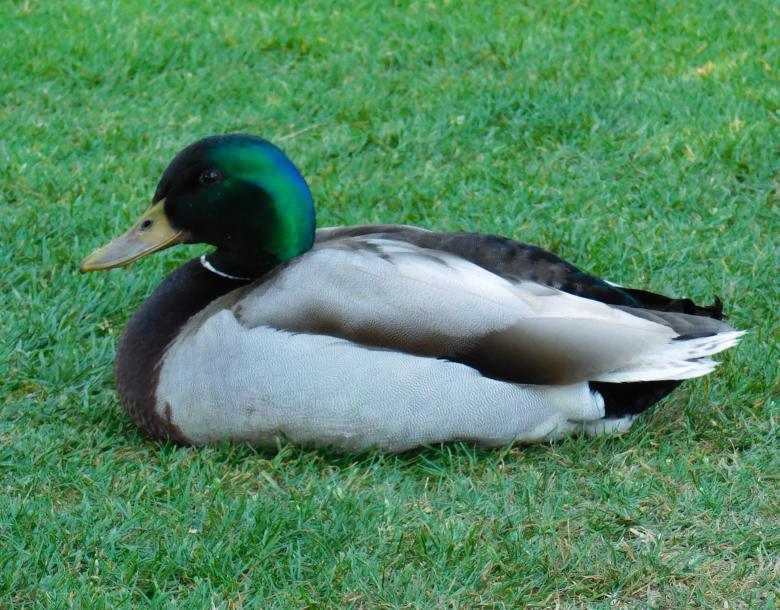 Free stock image of Duck on the Grass created by Barbara Pajak