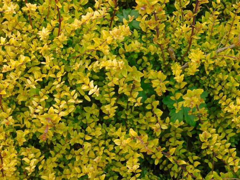 Free stock image of Yellow blooming bush created by Barbara Pajak