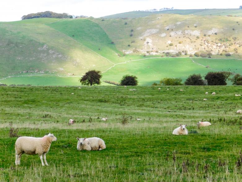 Free stock image of Sheep in the Hills created by Barbara Pajak