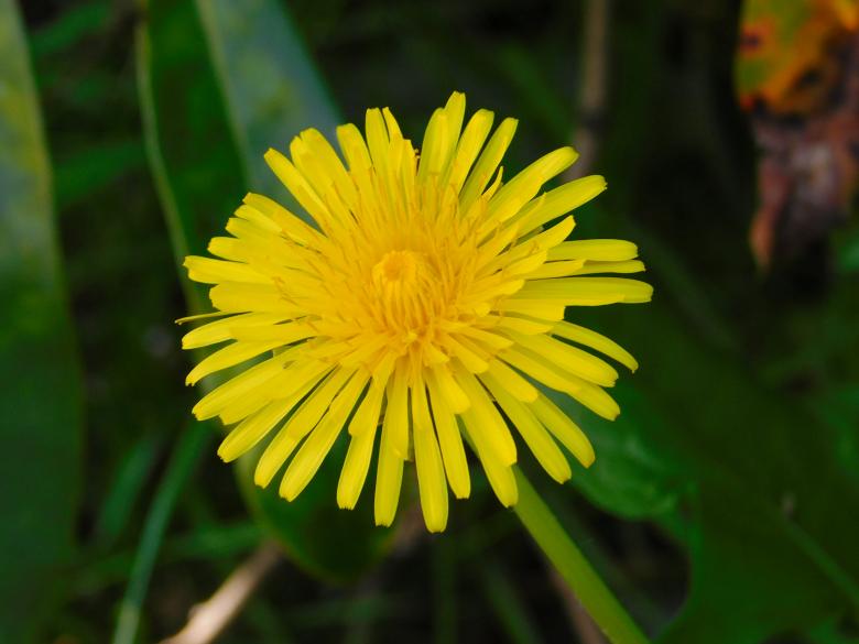 Free stock image of Sow-Thistle created by Barbara Pajak