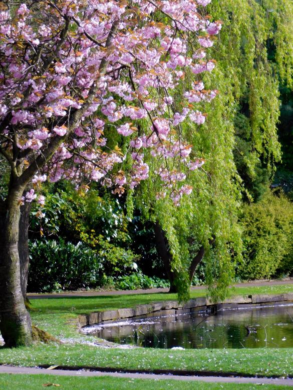 Free stock image of Springtime blooming tree created by Barbara Pajak