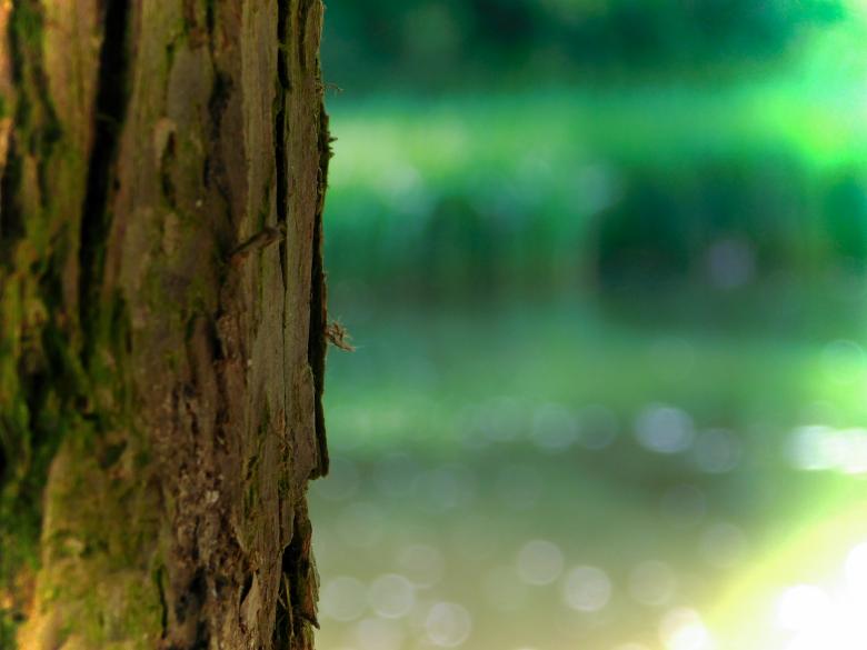 Free stock image of Tree Trunk created by Barbara Pajak