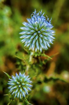 Blue Flower in Detail - Free Stock Photo
